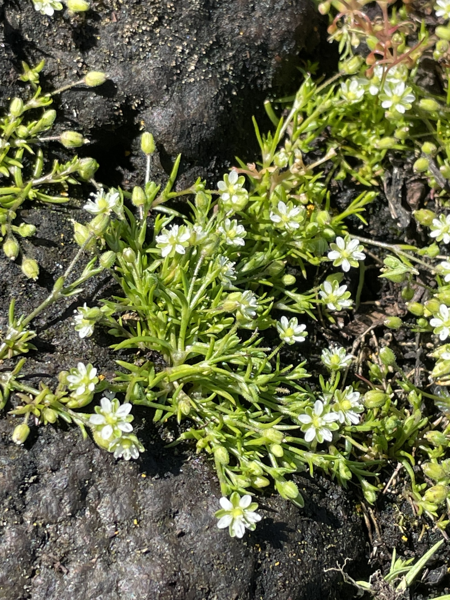 Sagina maxima