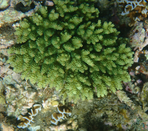Acropora tenuis