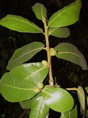 Ficus popenoei