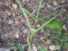 Asclepias linearis