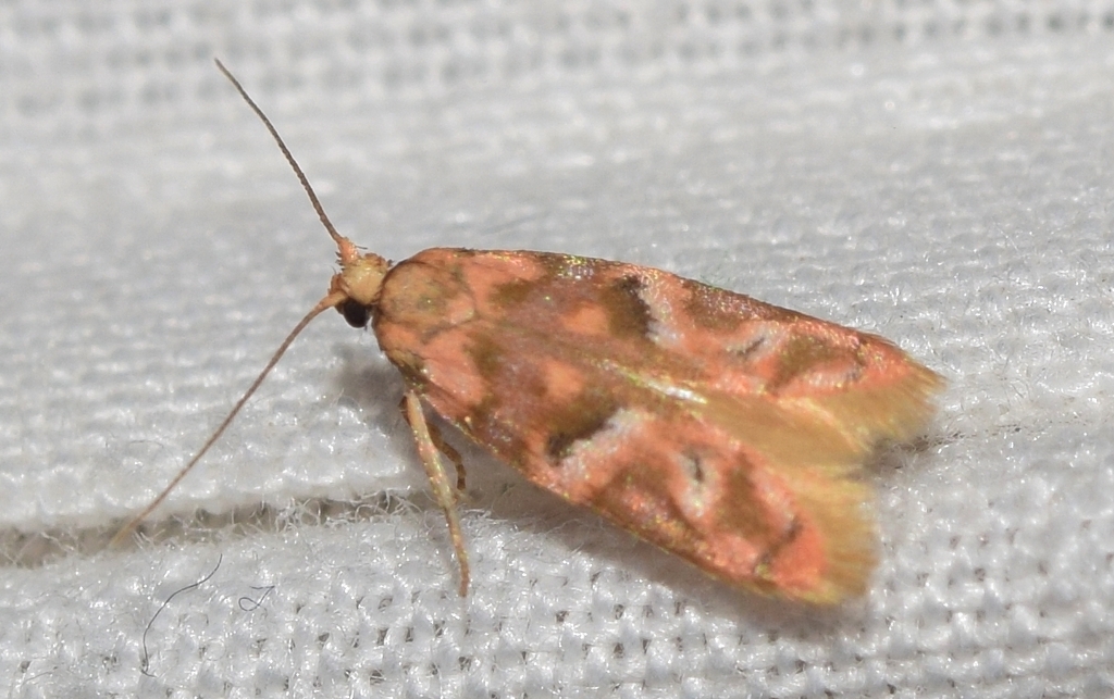 Xenopathia novaki