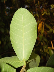 Ficus popenoei