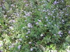 Geranium ornithopodon