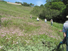 Geranium ornithopodon