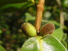 Ficus popenoei