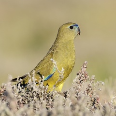 Rock Parrot photo 1