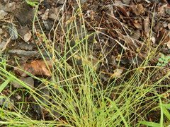 Cyperus hemidrummondii