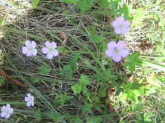 Geranium ornithopodon