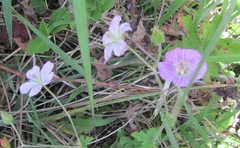 Geranium ornithopodon