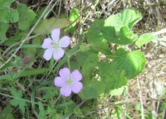 Geranium ornithopodon