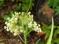 Asclepias linearis