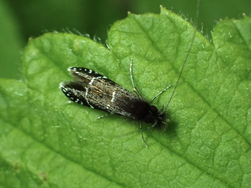 Ocean Spray Fairy Moth photo 5