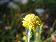 Helichrysum cymosum