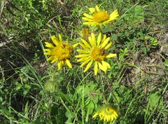 Berkheya setifera