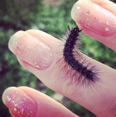 Lepidoptera