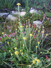 Helichrysum cymosum