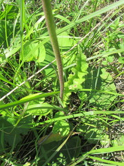Berkheya setifera