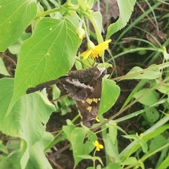 Chioides