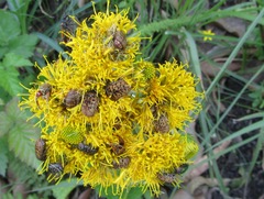 Berkheya umbellata