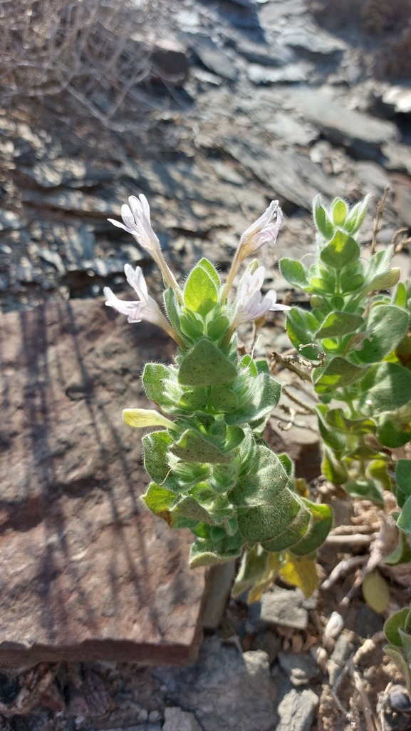 Dinteracanthus acetabulus