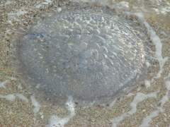 Lobonemidae