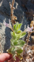 Image of Dinteracanthus acetabulus