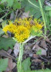 Berkheya umbellata