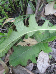 Berkheya umbellata