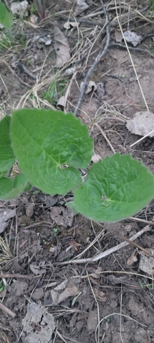 Heart-leaf arnica (Arnica cordifolia)