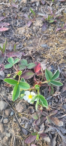 Fragaria virginiana