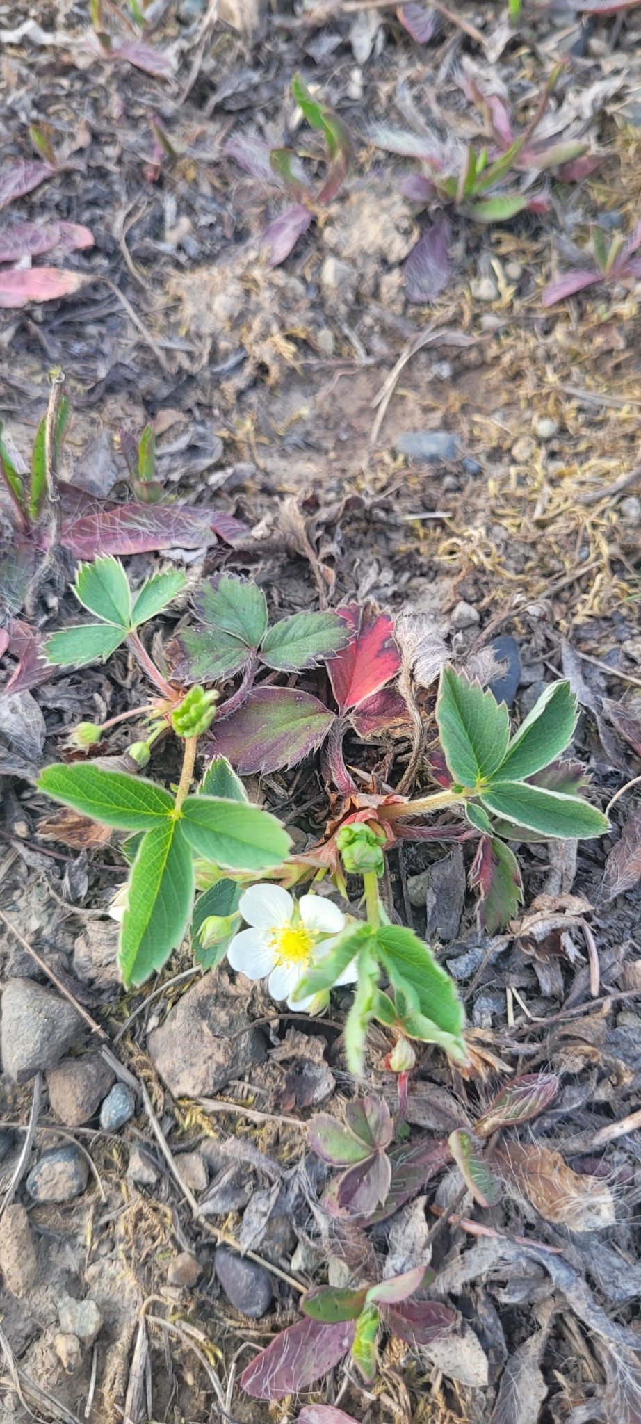 Fragaria virginiana