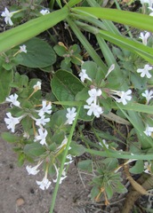 Dyschoriste burchellii