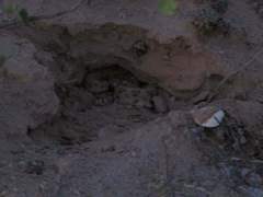 Crotalus cerastes cercobombus