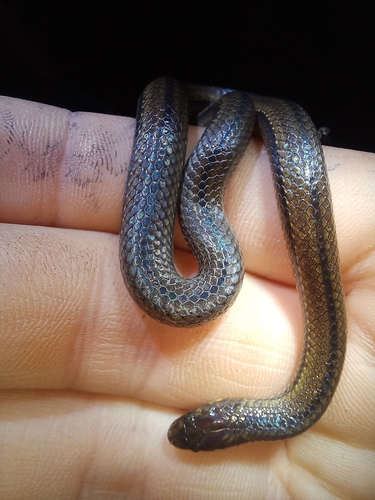 Atractus chthonius
