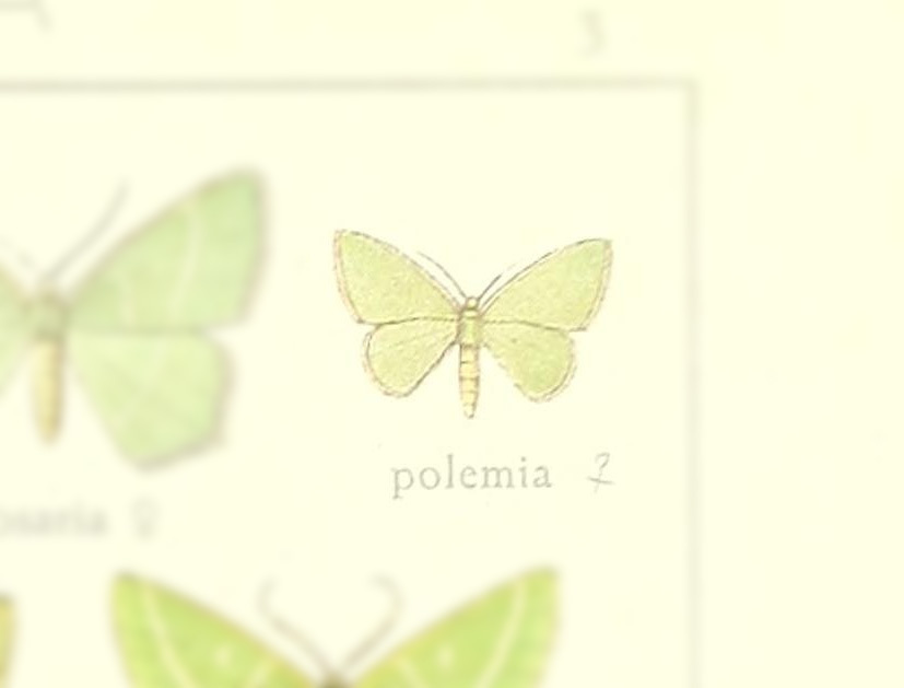 Phaiogramma polemia
