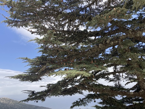 Lebanon cedar (Cedrus libani): origin and uses — photo 1