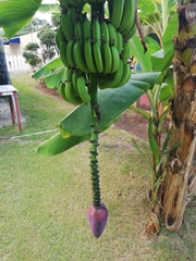 Musa acuminata