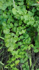 Adiantum jordanii image