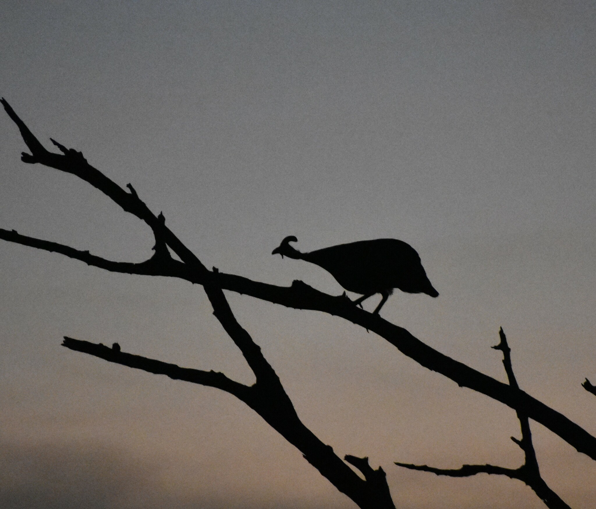 Helmeted Guineafowl