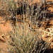 Stipagrostis brevifolia - Photo (c) Nick Helme,  זכויות יוצרים חלקיות (CC BY-SA), הועלה על ידי Nick Helme