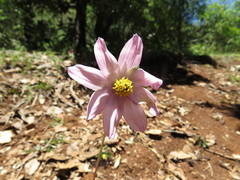 Cosmos diversifolius