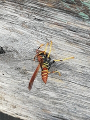 Polistes crinitus