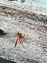 Polistes crinitus