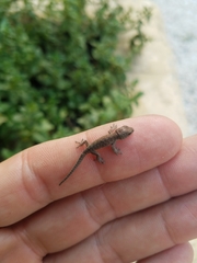 Lygodactylus