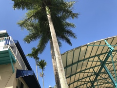 Roystonea borinquena