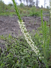 Struthiola hirsuta