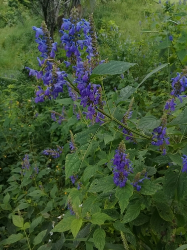 Salvia polystachia