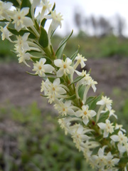 Struthiola hirsuta