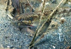 Halfbridled Goby photo 3