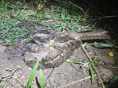 Caprimulgus clarus